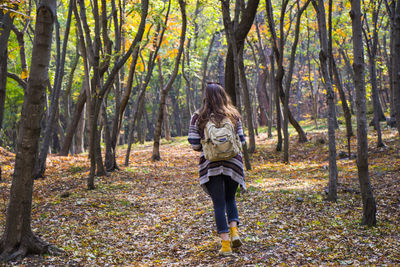 Beautiful woman in autumn and fall forest and wild, autumn tree with yellow and red leaves