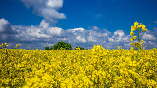 Scenic view of oilseed rape field against sky