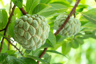 Close-up of berries growing on tree