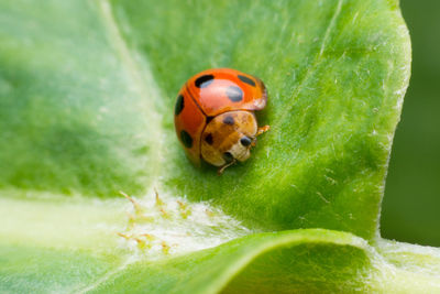 Close-up of ladybug on leaf