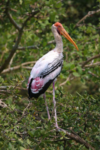 Close-up of a bird perching on a field