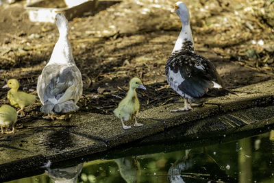 Close-up of bird family in lake