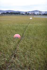 Close-up of pumpkin on field