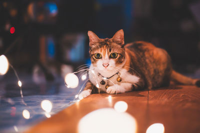 Portrait of cat with illuminated string lights on floor