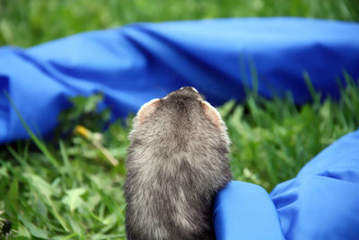 Low section of a dog on grassland