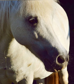 Close-up of horse standing on field