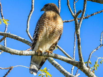 Low angle view of eagle perching on tree against sky