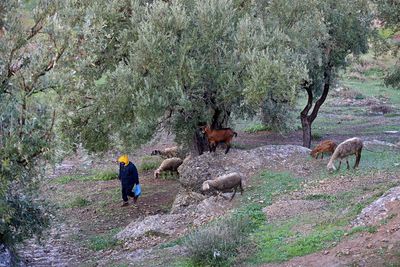 Men walking on road amidst trees