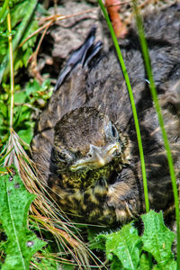 Close-up of a bird