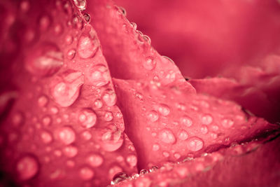 Full frame shot of wet pink flower