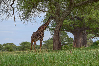 View of giraffe eating out of tree on field