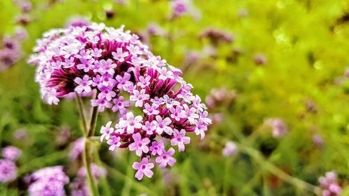 Close-up of pink flowers on plant