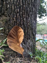 Close-up of dry leaf on tree trunk