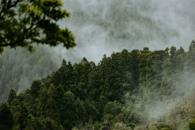 Low angle view of trees against sky