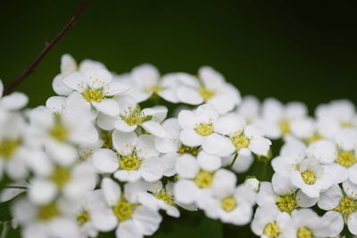 Close-up of white flowers blooming outdoors