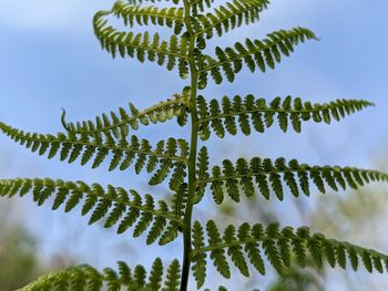 ferns and horsetails