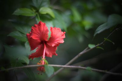 Close-up of red hibiscus flower