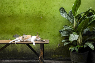 Cat sleeping on bench by potted plant against wall