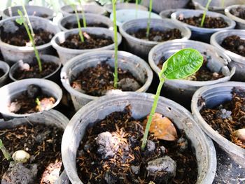 High angle view of potted plants on field