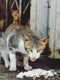 Close-up portrait of a cat