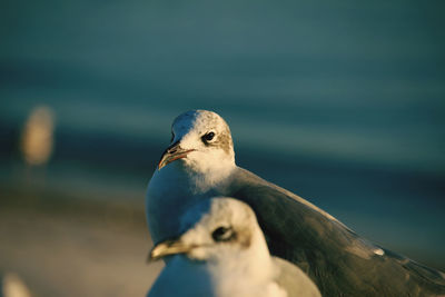 Close-up of seagull