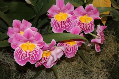 Close-up of pink flowers blooming outdoors