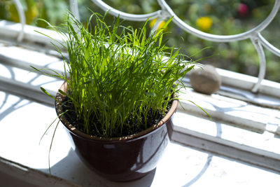 plant
