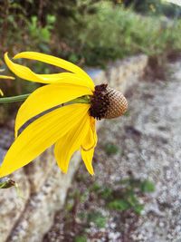 Close-up of yellow flower blooming outdoors