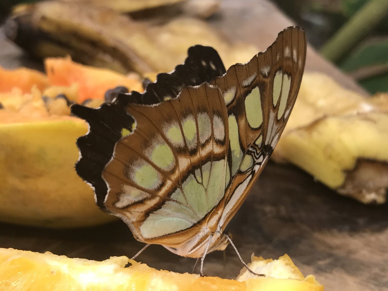 CLOSE-UP OF BUTTERFLY ON FLOWERS