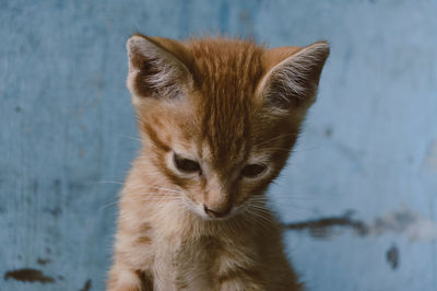 Close-up portrait of cat against blurred background