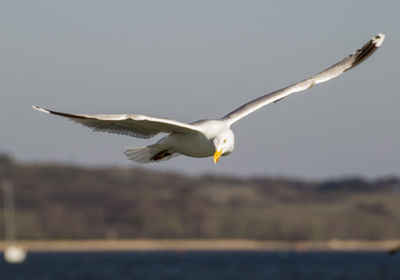 Seagull flying in the sky