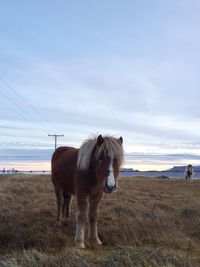 Horse standing on landscape