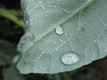 Close-up of water drops on leaf