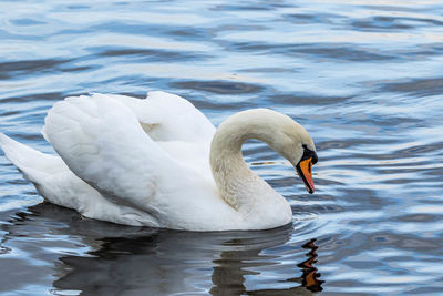 Swan floating on lake