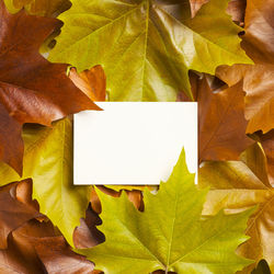 Close-up of yellow maple leaves hanging on paper