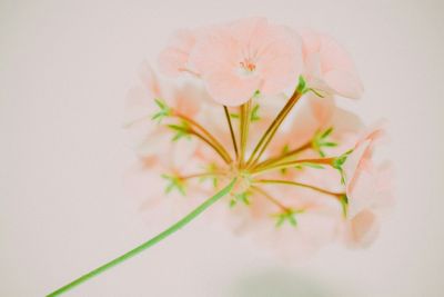 Close-up of flowers