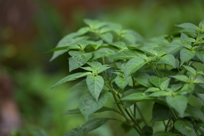 Close-up of fresh green leaves