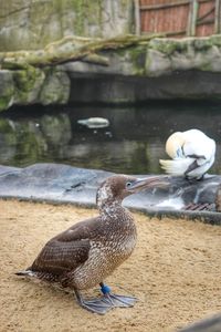 Birds in a lake