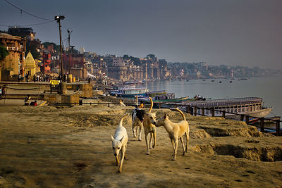 Wide angle shot of bunch of indian street dogs walking in the bay of ganges river bank