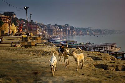 Horses in a city