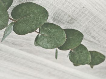 Close-up of fresh green plant