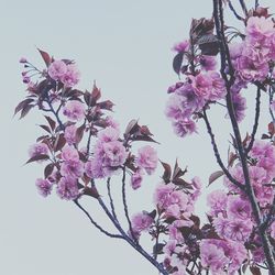 Low angle view of pink flowering tree against clear sky