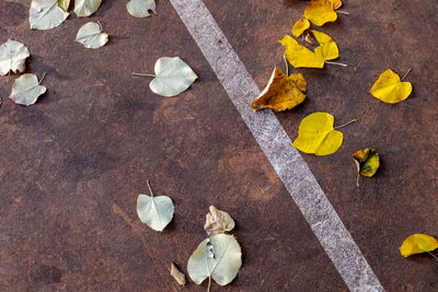 Closeup of autumn leaves fallen on a outdoor playground and arranged differently along diagonal line