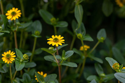 Close-up of yellow flowering plant