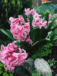 Close-up of pink flowers blooming outdoors