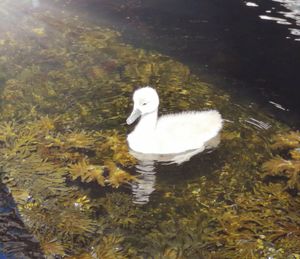 High angle view of swan floating on lake