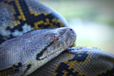 Close-up of lizard in zoo