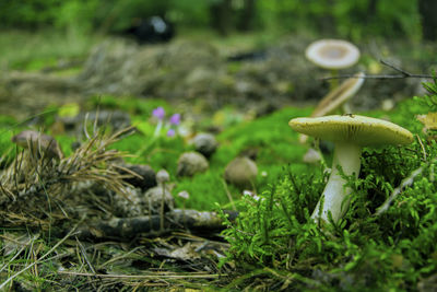 Close-up of mushrooms growing outdoors