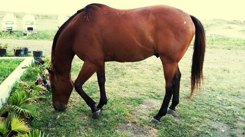 Horses grazing on field