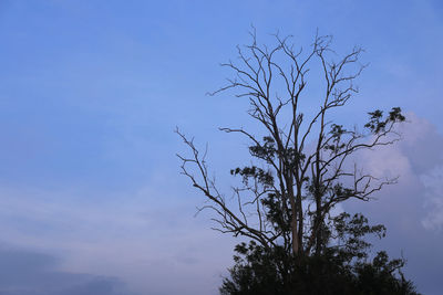 Low angle view of silhouette bare tree against sky